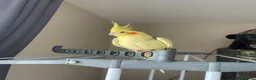 Cockatiels birds for sale: Loving male cockatiel looking for home in Reading - Advert 4