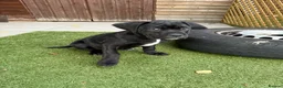 Cane Corso dogs for sale: Cane corso puppies - Advert 18