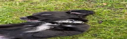 Mixed Breed dogs for sale: Show Cocker X Collie - Advert 3