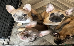 French Bulldog dogs for sale: 4 Gorgeous Frenchbulldogs ready now!  - Image 5