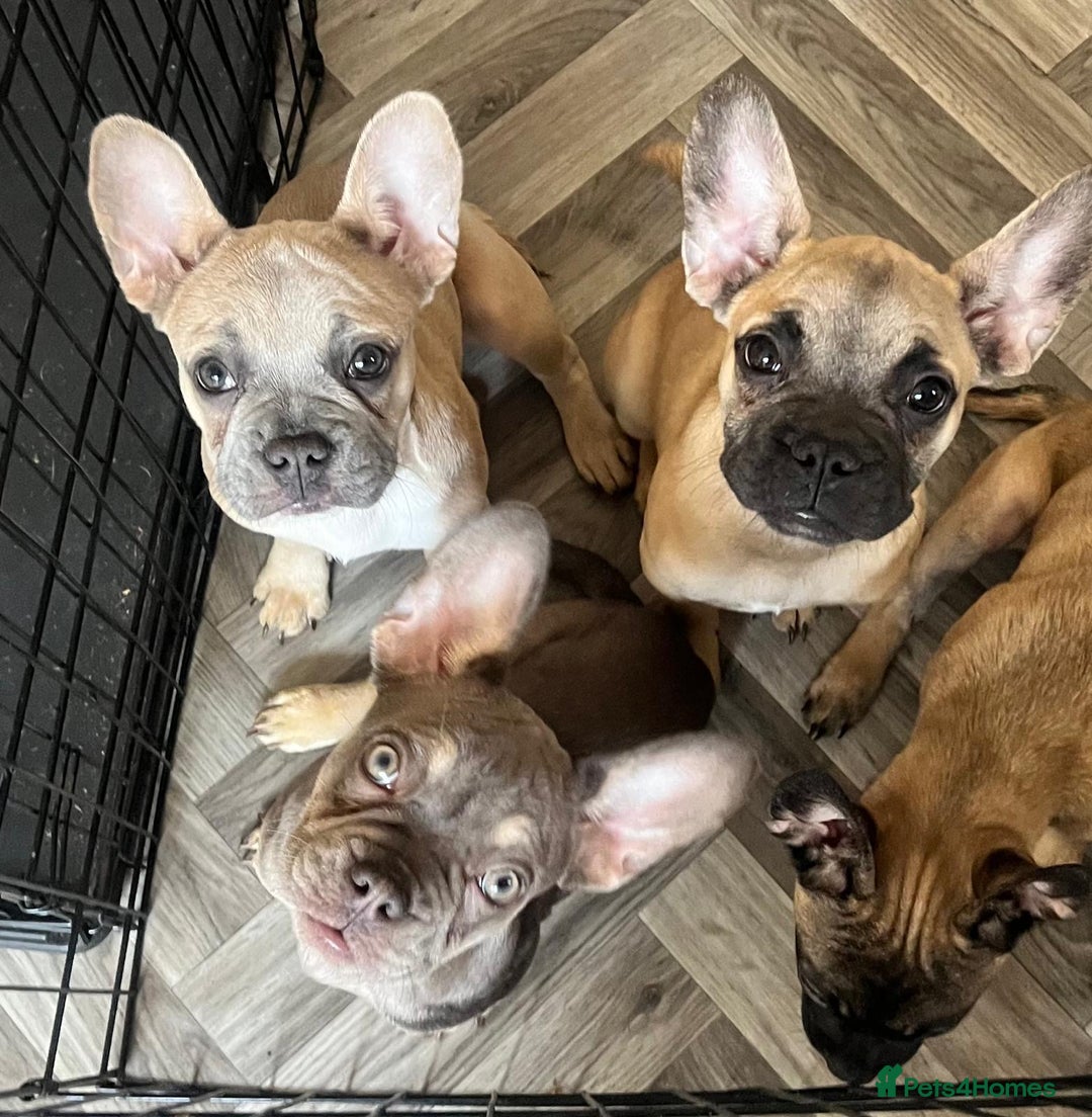 French Bulldog dogs for sale: 4 Gorgeous Frenchbulldogs ready now!  - Image 5