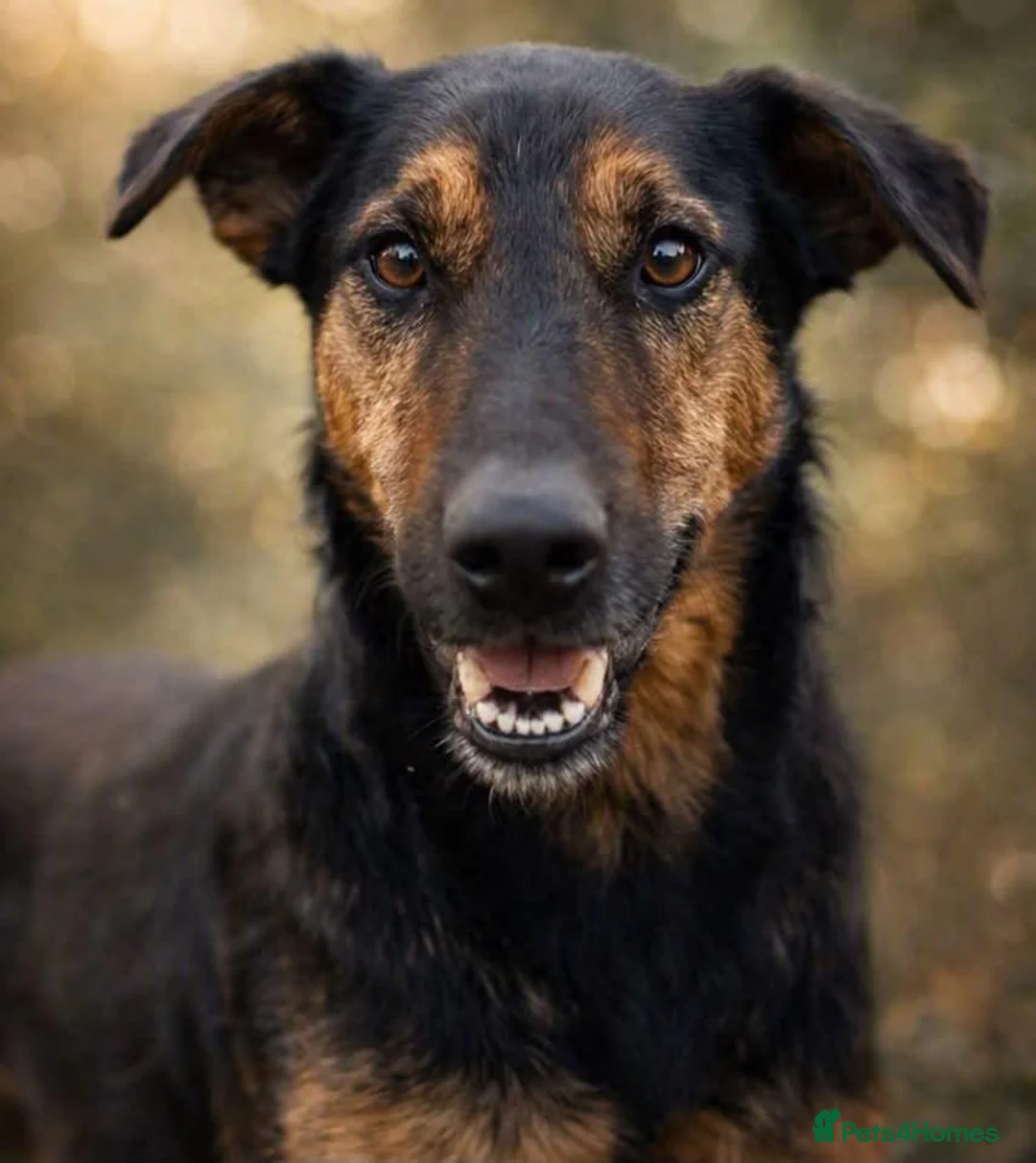 Mixed Breed dogs for adoption: CRISTI - A Lovely Survivor for a Loving Home in Nottingham - Advert 2