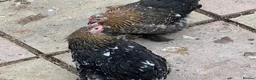 Chickens poultry for sale: 11 female point of lay Pekin for sales  - Advert 3