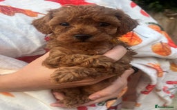 Toy Poodle dogs for sale: KC Reg High Quality RED Toy Poodles - Image 6