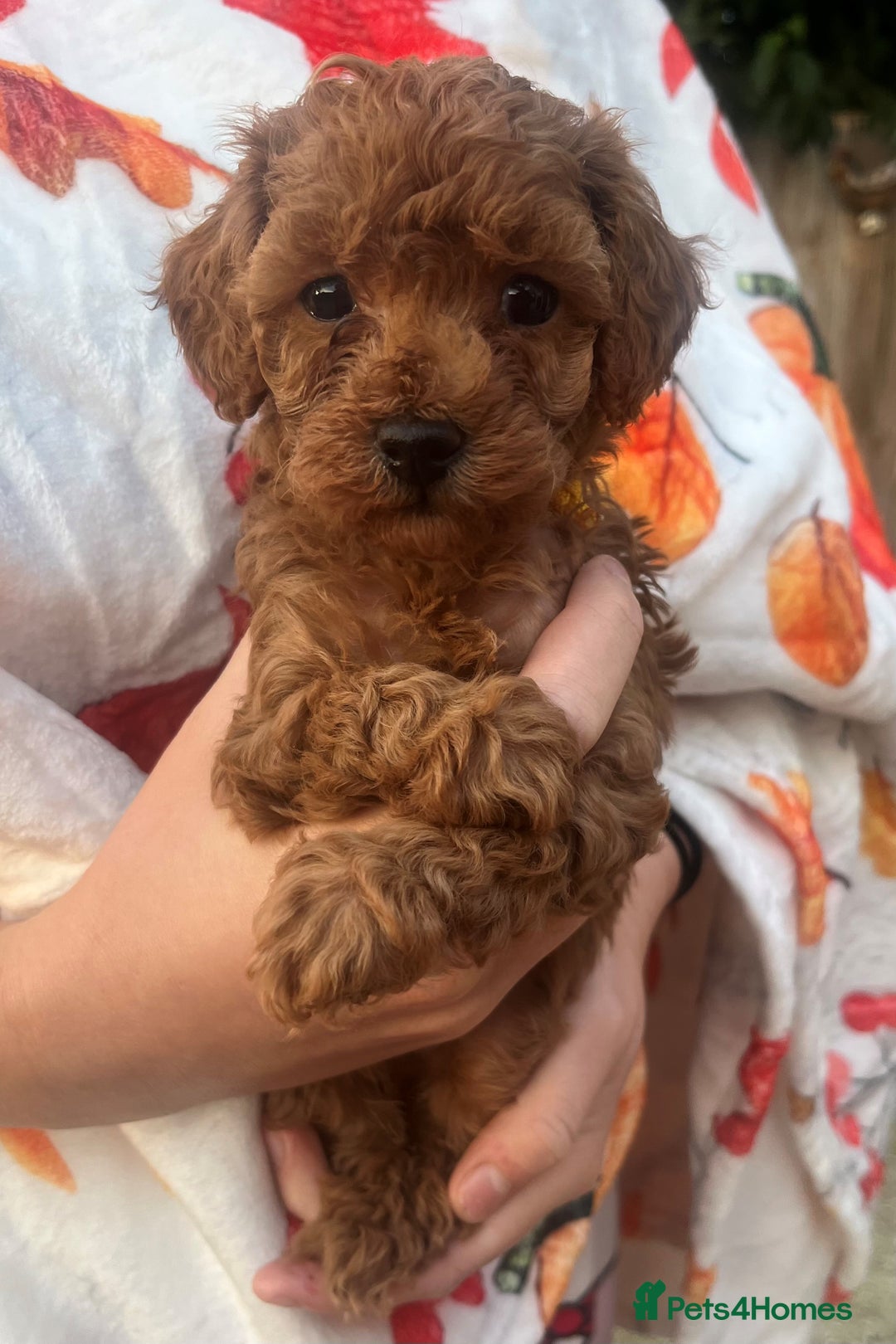 Toy Poodle dogs for sale: KC Reg High Quality RED Toy Poodles - Image 6