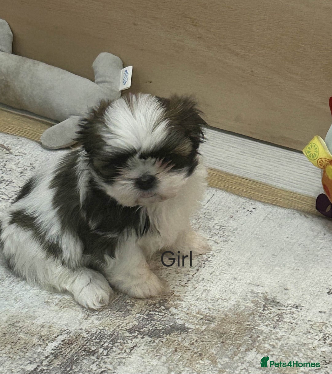 Shih Tzu dogs for sale: Gorgeous full breed Shih Tzu puppies - Image 10