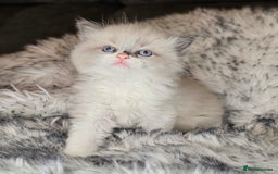 Ragdoll cats for sale: 4 Ragdoll Boys  - Image 16