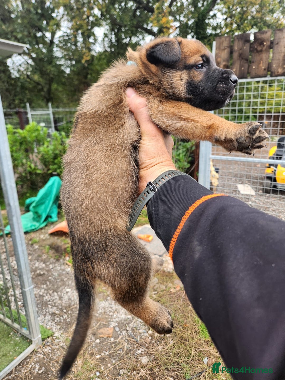Belgian Shepherd Dog dogs for sale: Male Belgium shepherd pup - Image 4