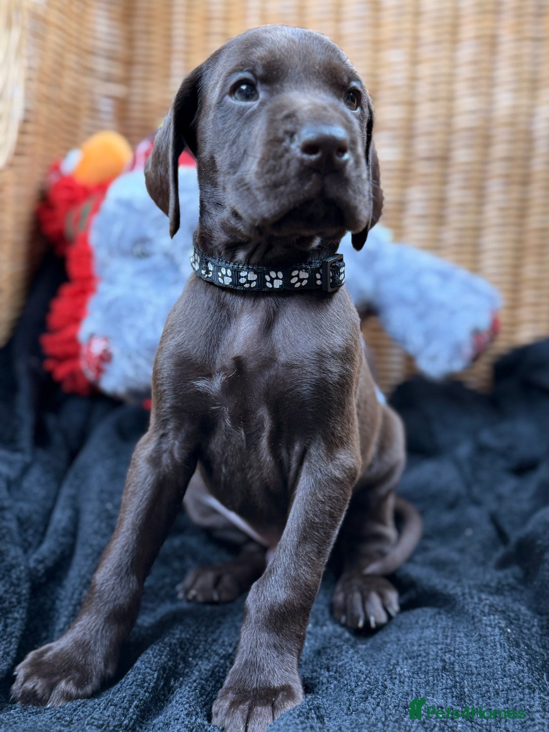 German Shorthaired Pointer dogs for sale: KC GSP Pups Health Tested Parents - Advert 36