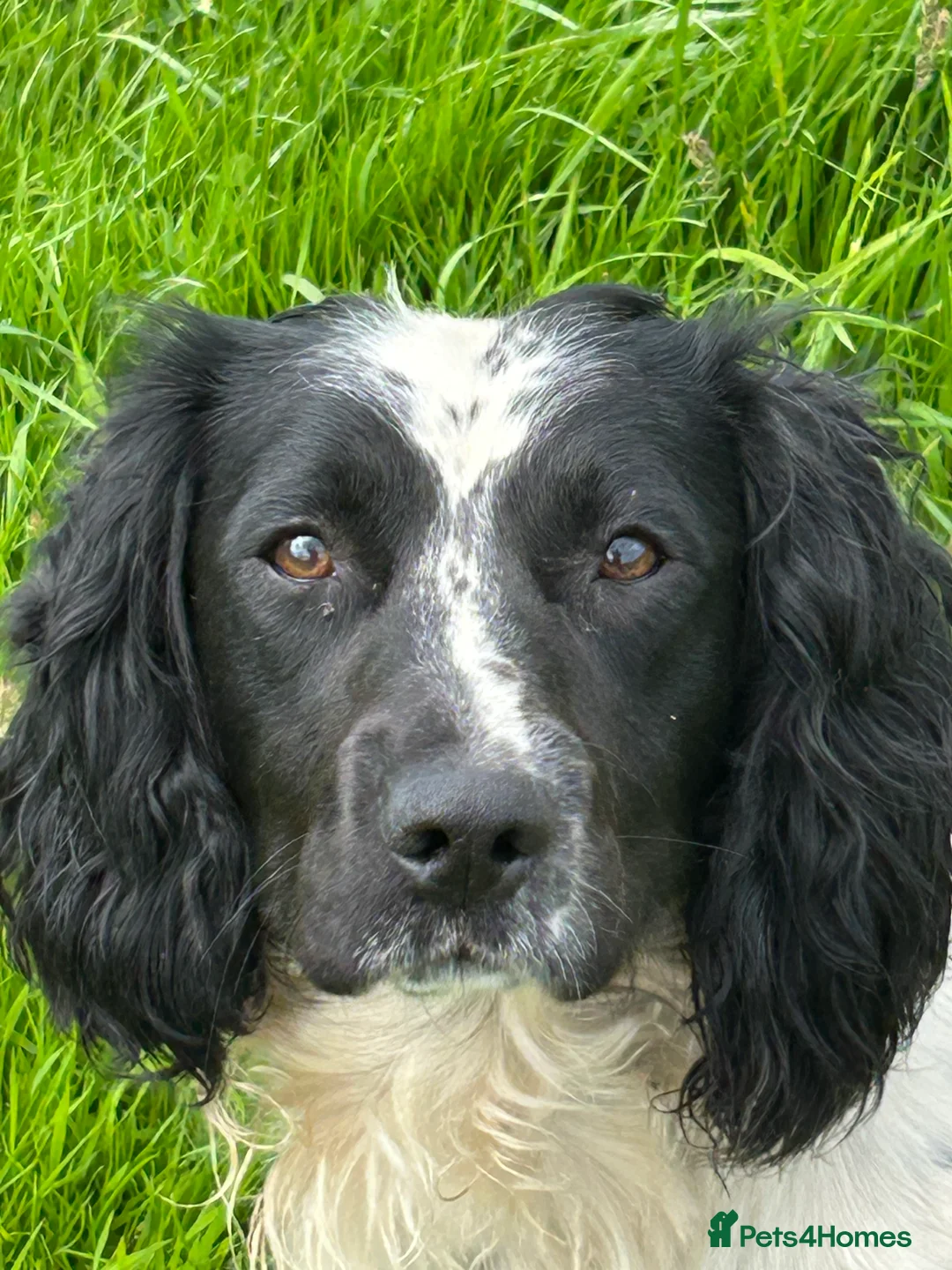 English Springer Spaniel dogs for sale: KC Registered Springer Spaniel - Advert 2