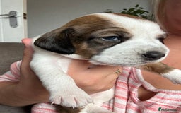 Mixed Breed dogs for sale: Cocker spaniel x chihuahua dalmation  - Image 1
