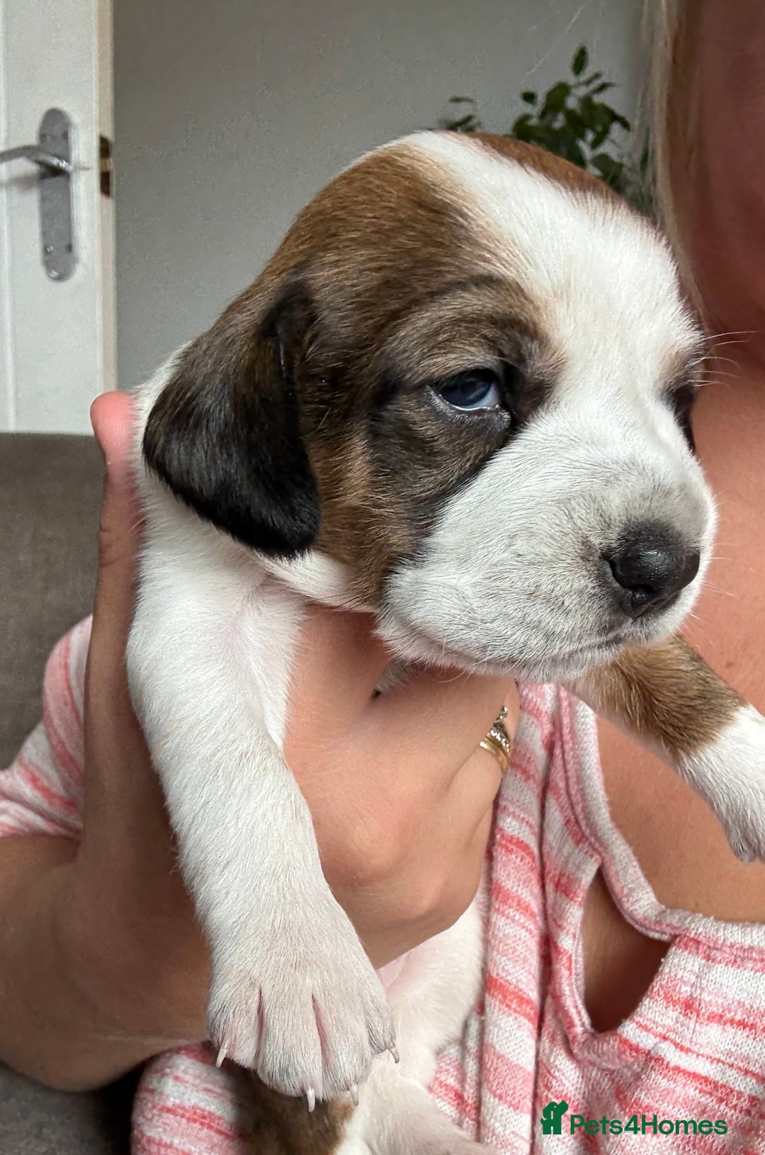 Mixed Breed dogs for sale: Cocker spaniel x chihuahua dalmation  - Image 1