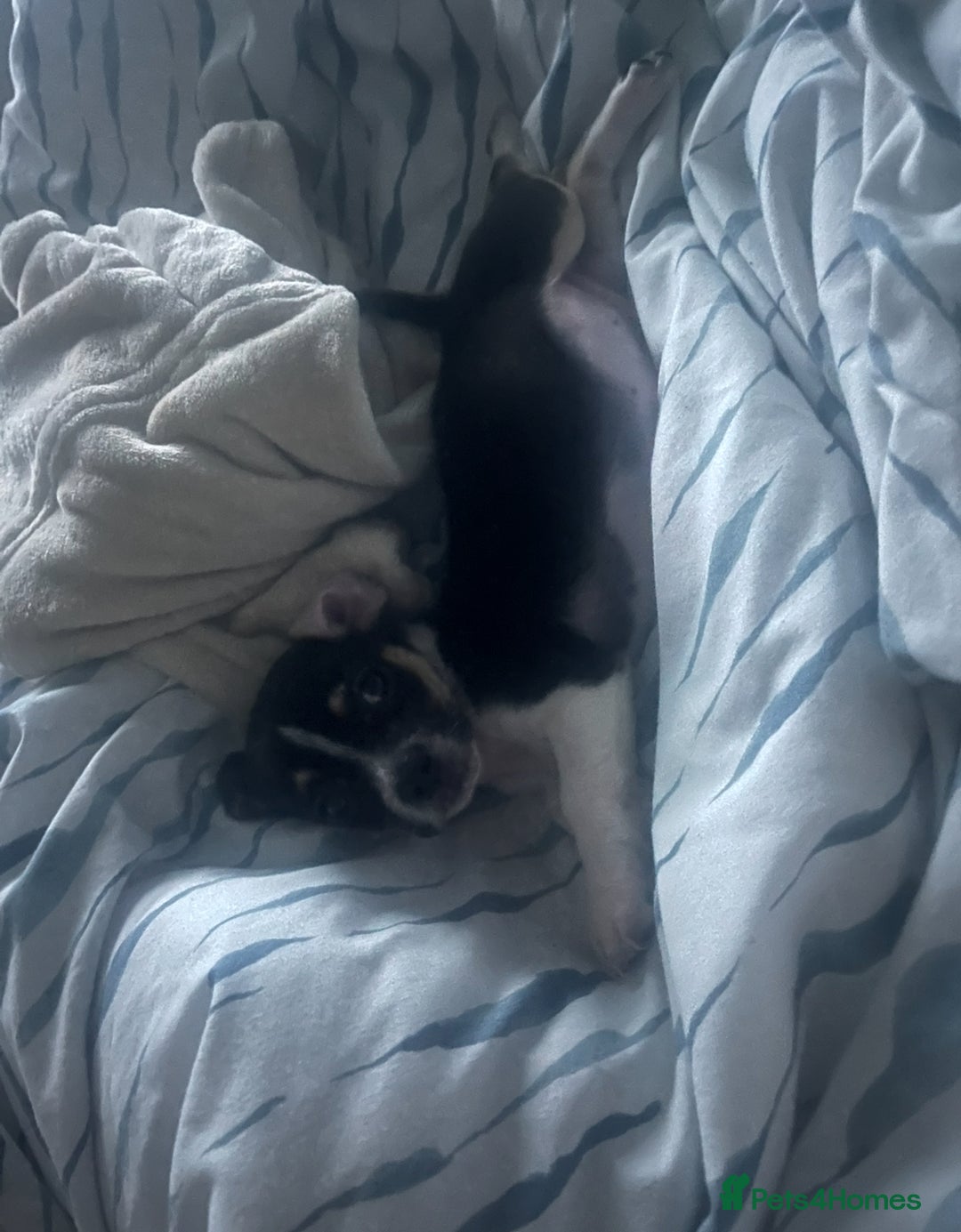 Mixed Breed dogs for sale: Chihuahua x jack Russell male puppy 9 weeks old  - Image 2