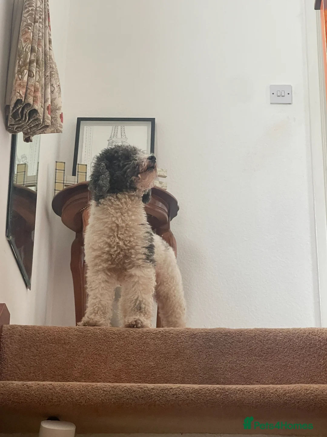 Toy Poodle dogs for stud: KC PROVEN toy poodle male for stud in Gerrards Cross - Advert 19