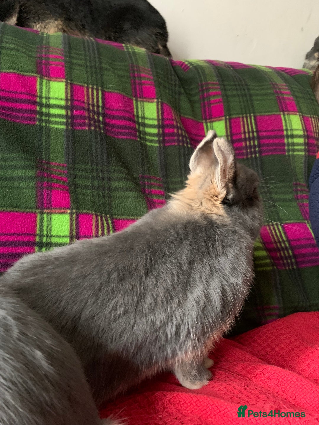 Netherland Dwarf rabbits for sale: Beautiful Netherlands Dwarf baby rabbits  - Advert 2