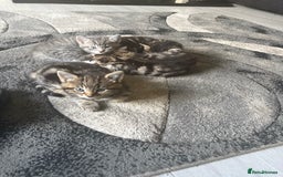 Norwegian Forest Cat cats for sale: Fluffy bundles of joy ready now  - Image 1
