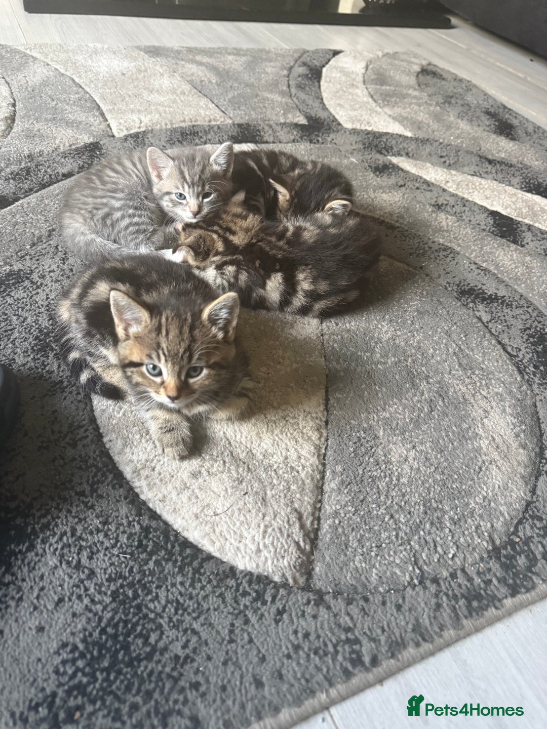Norwegian Forest Cat cats for sale: Fluffy bundles of joy ready now  - Image 1