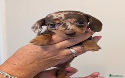 Miniature Dachshund dogs for sale: Miniature dachshund puppies - Image 6