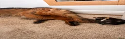 Mixed Breed cats for sale: Beautiful kittens - Advert 6