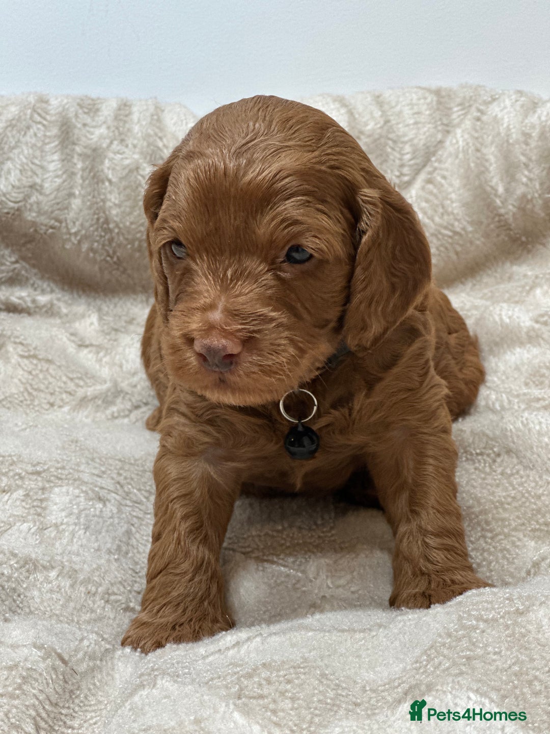 Cockapoo dogs for sale: Red Mini Cockapoo Puppies-Ready - 14 of January  - Advert 26