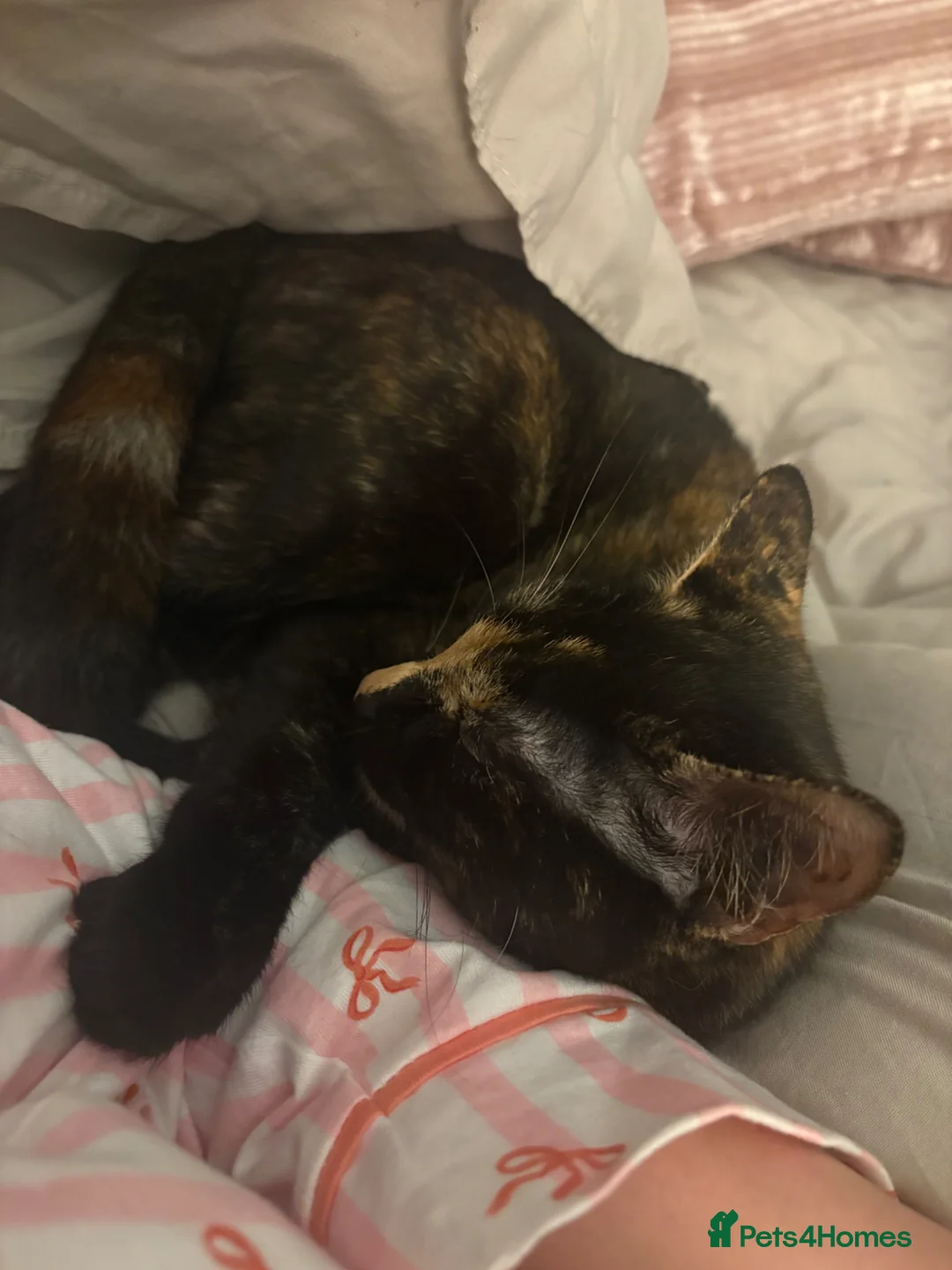 Domestic Shorthair cats for sale: Dollie and Minnie  - Advert 2