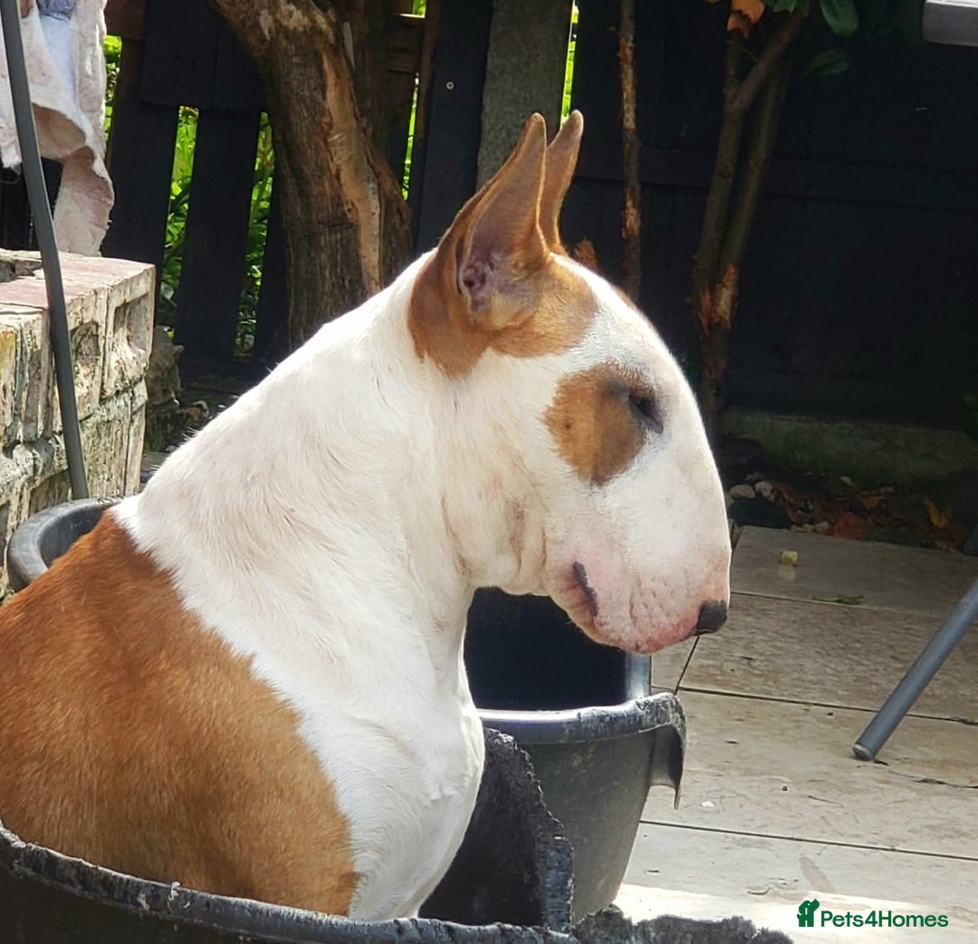 Bull Terrier dogs for stud: English Bull Terrier STUD dog - Image 18