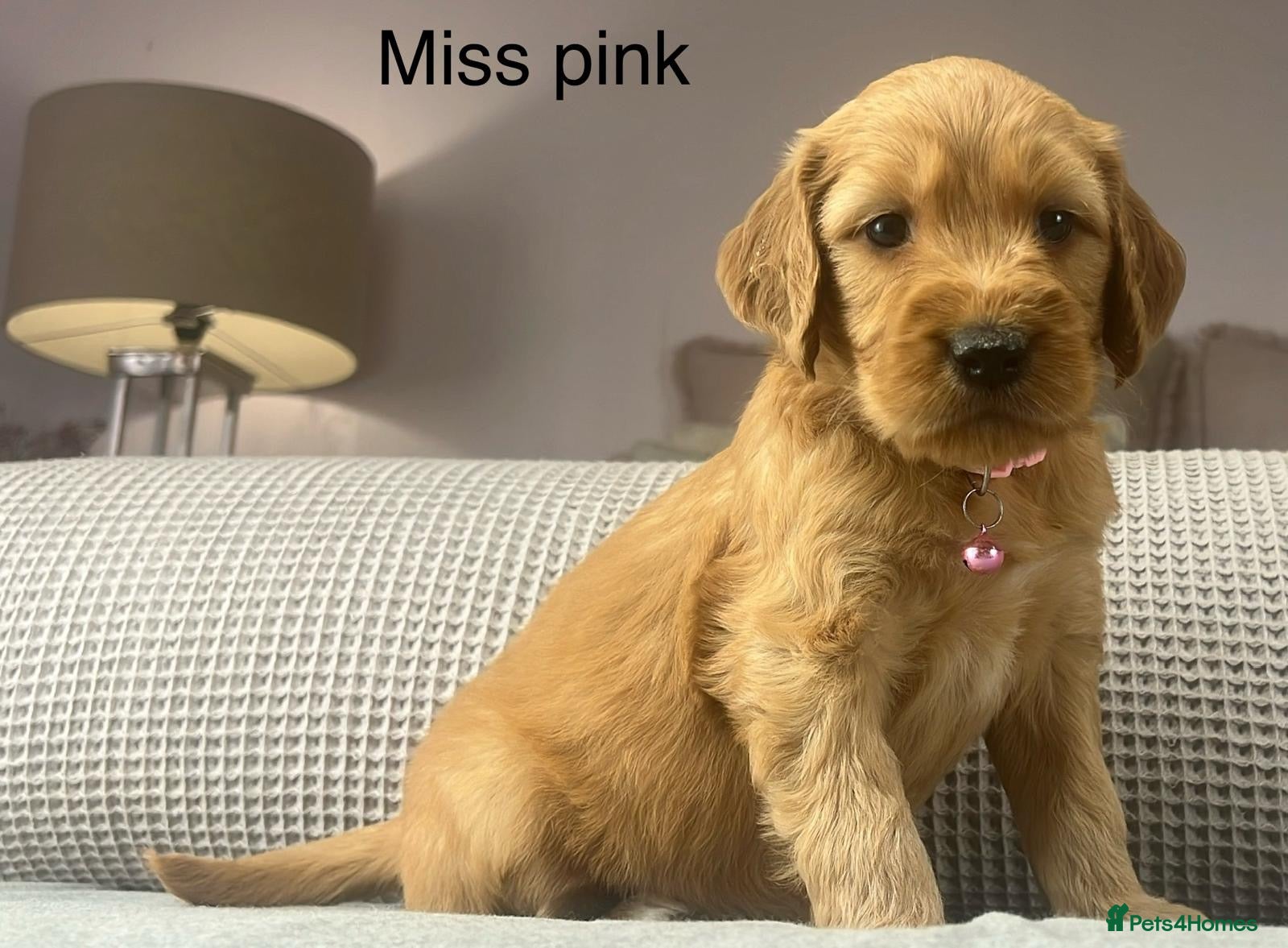 Goldendoodle dogs These will be stunning adults. Real head turners. - Advert 6