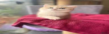 British Shorthair girl