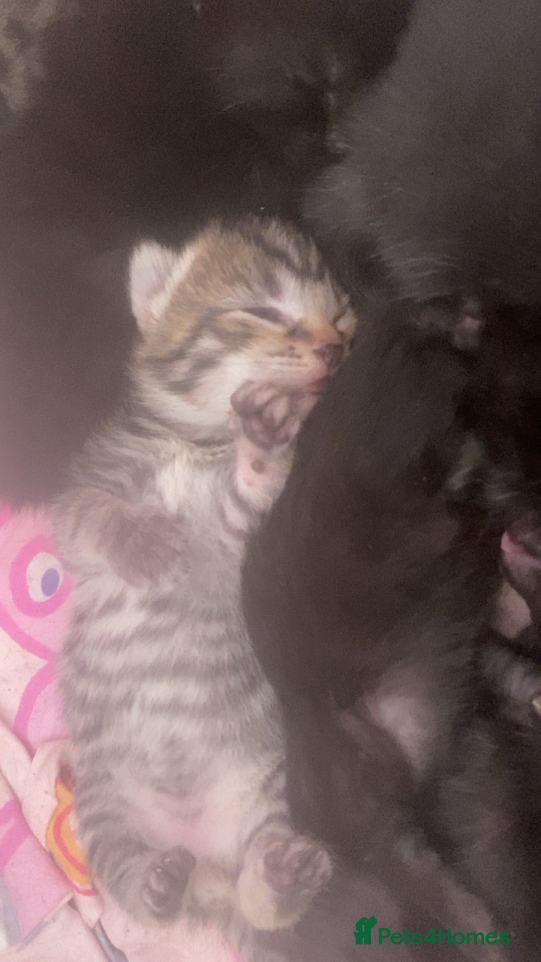 Mixed Breed cats for sale: Kittens for sale - Image 19