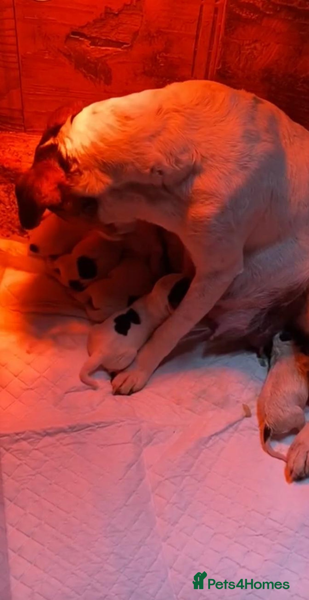Mixed Breed dogs for sale: Jack Russell pups - Image 7