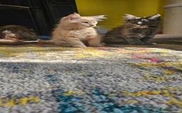 Maine Coon cats for sale: TICA Reg Maine Coon Kittens - Image 15