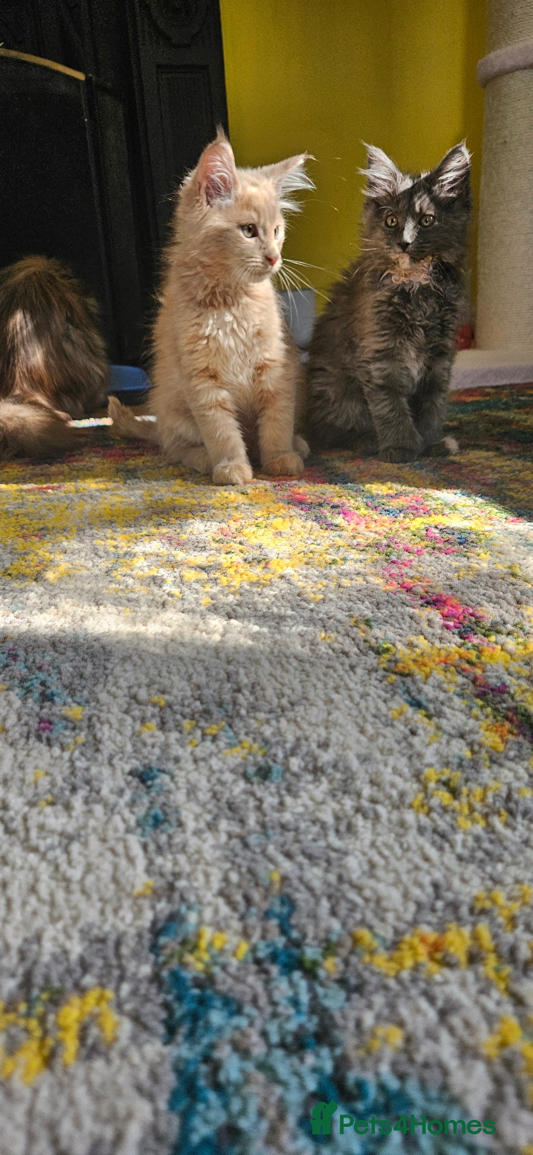 Maine Coon cats for sale: TICA Reg Maine Coon Kittens - Image 15