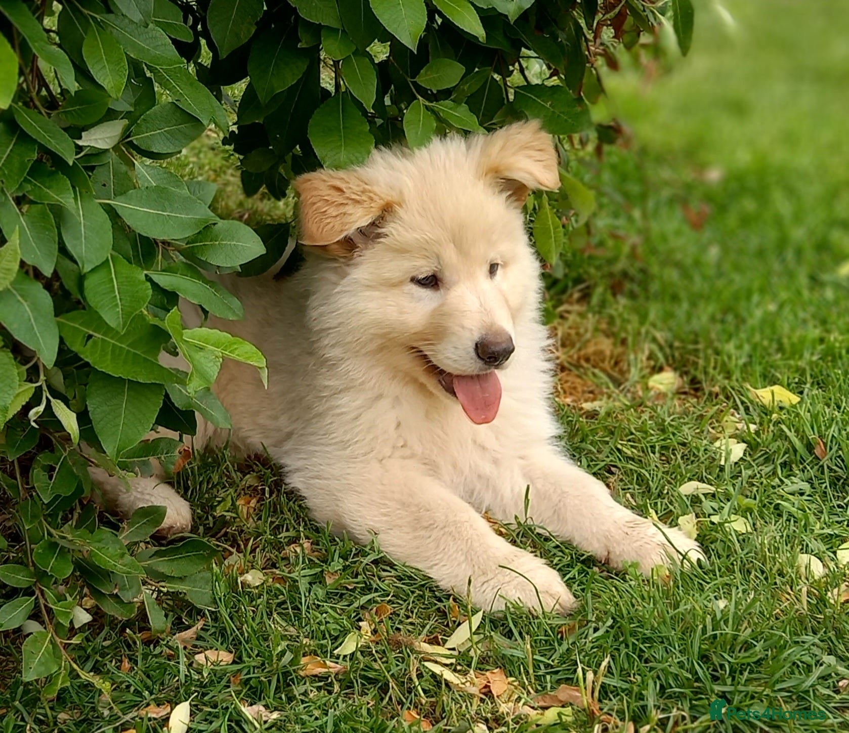 German Shepherd dogs Gorgeous German Shepherd pups for sale - Advert 1