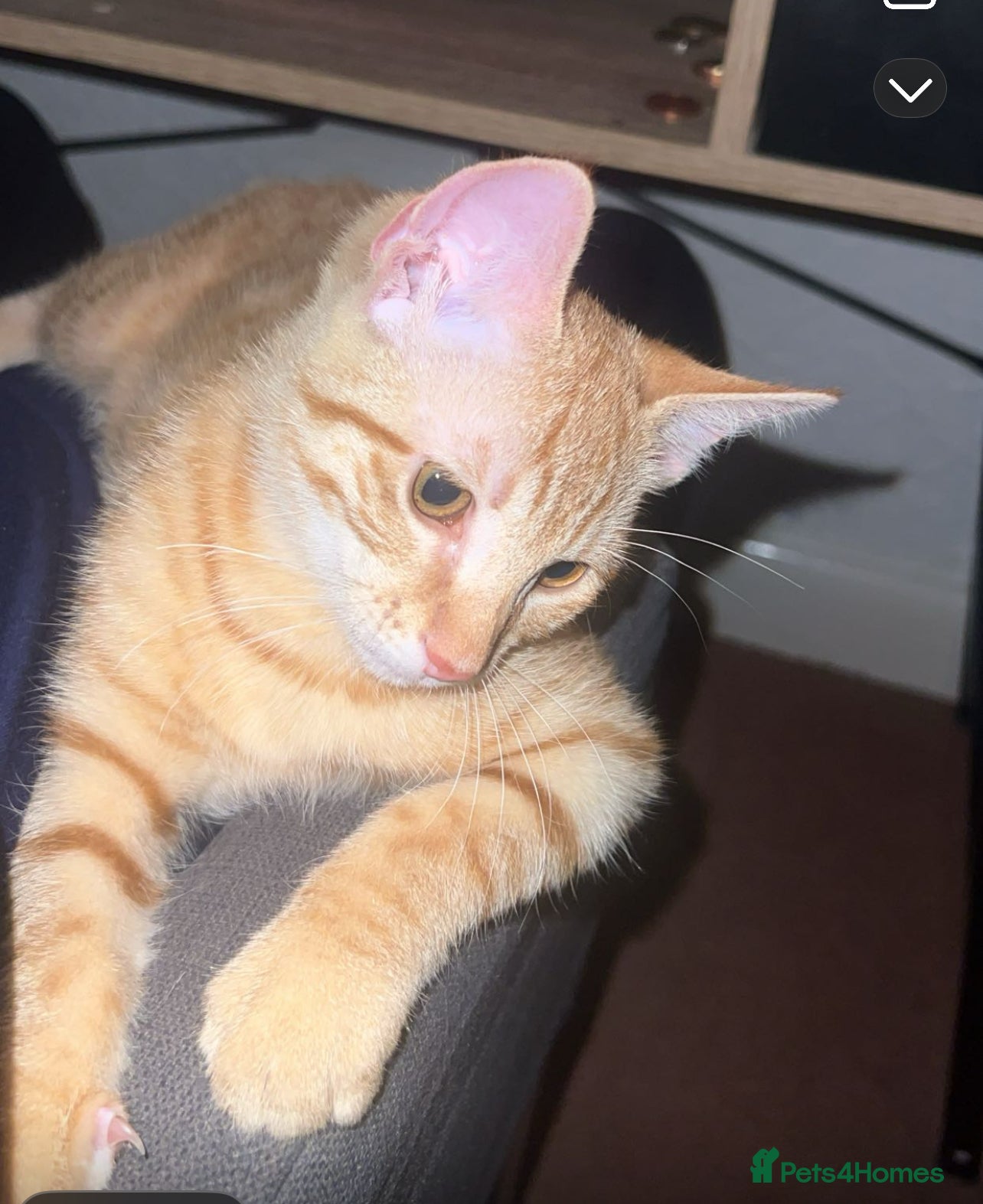 Mixed Breed cats Male Tabby Kitten - Advert 1