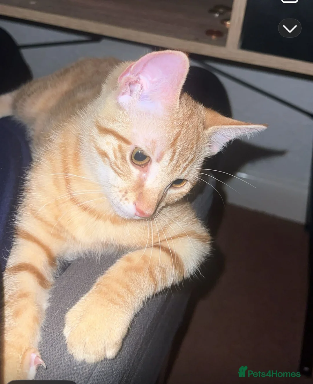 Mixed Breed cats for sale: Male Tabby Kitten - Advert 1