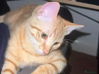 Mixed Breed cats Male Tabby Kitten - Advert 13