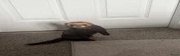 Ferret rodents for sale: Tame male ferret for a loving home - Advert 2