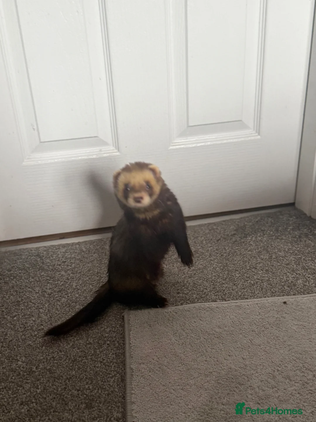 Ferret rodents for sale: Tame male ferret for a loving home - Advert 2
