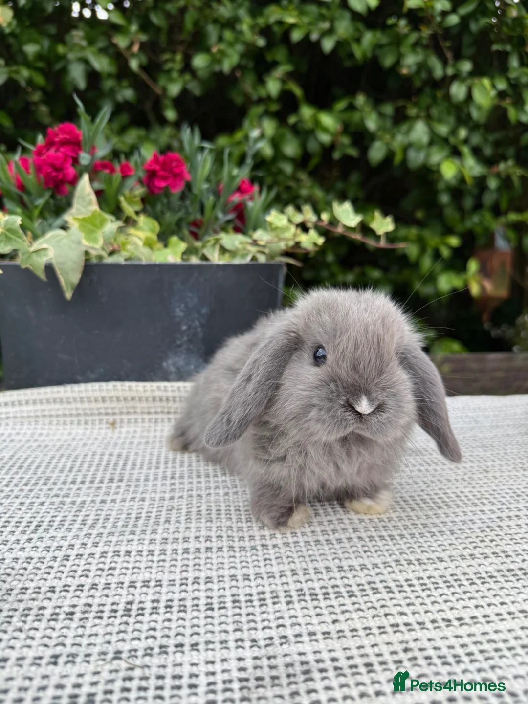 Mini Lop rabbits for sale: 4 Beautiful Mini Lops - Advert 2