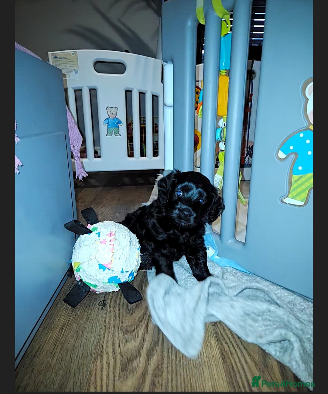 Goldendoodle dogs for sale: Miniature Goldendoodle pure black boy - Advert 12