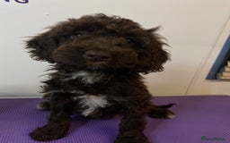 Cockapoo dogs for sale: Cockapoos ready now  - Image 33