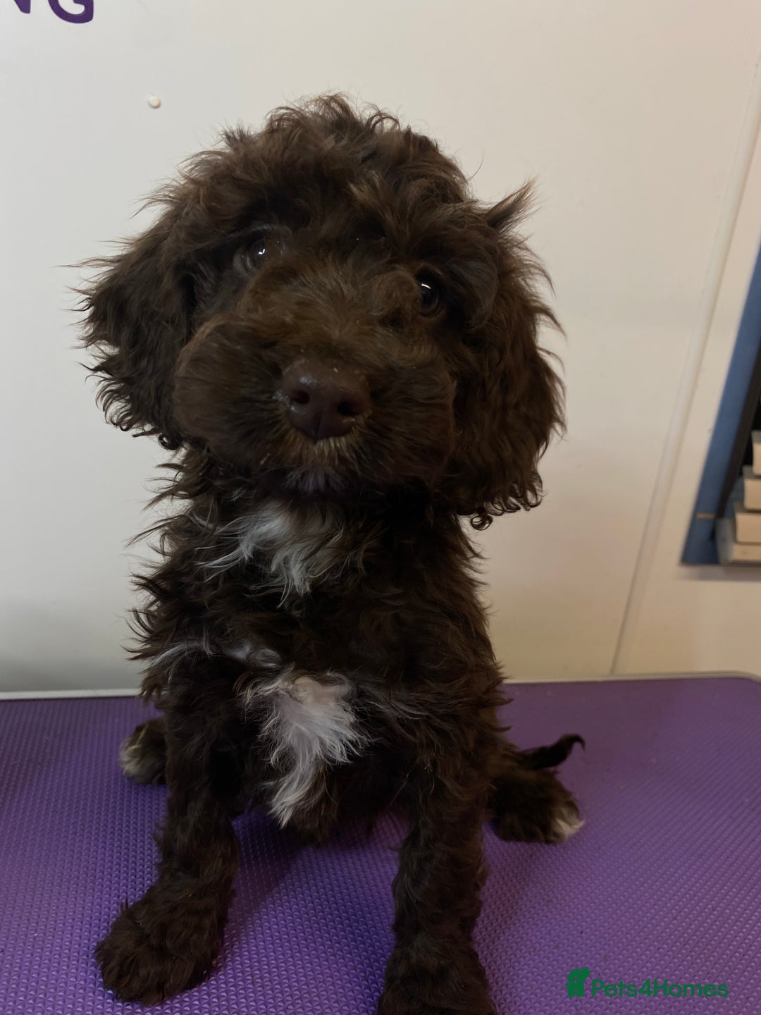 Cockapoo dogs for sale: Cockapoos ready now  - Image 33