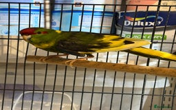 Parakeets birds for sale: Kakarikis For sale  - Advert 2