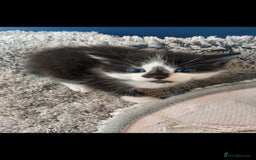 British Longhair cats for sale: Kittens for sale  - Image 4