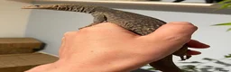Monitor reptiles for sale: Varanus tristis tristis (Black headed monitor) in Newmarket - Advert 3