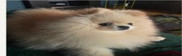 Pomeranian dogs for sale: Hello - Advert 39