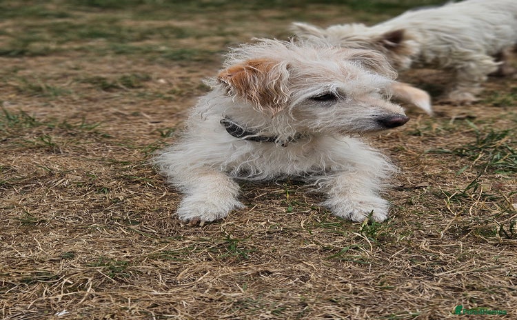 Jack Russell dogs - Advert 2