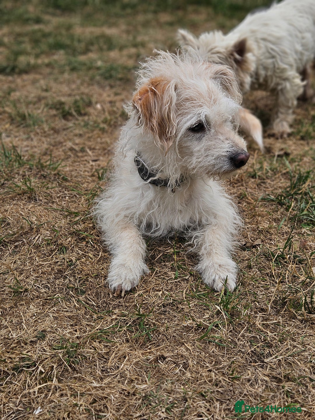 Jack Russell dogs for sale: Beautiful scruffie - Image 1