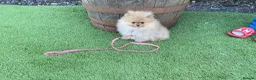 Pomeranian dogs for sale: pomaranian puppy for sale  - Advert 5