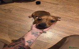 Mixed Breed dogs for sale: Charlie  - Image 2